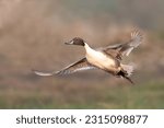 Duck in flight northern pintail