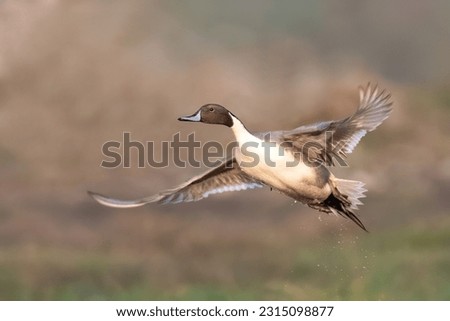 Duck in flight northern pintail