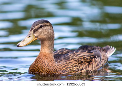 Duck Floating Lake Stock Photo 1132658363 | Shutterstock