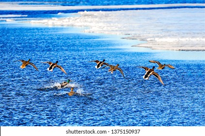 Duck flock takes off from water. Flock of ducks takes off. Ducks takes off. Ducks takes off from water