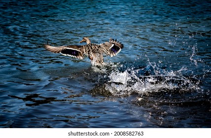 Duck Flying In Bass Lake California 