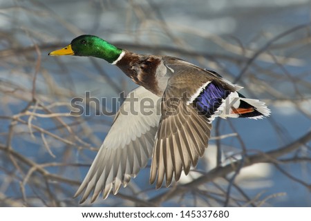 Duck flying in the trees