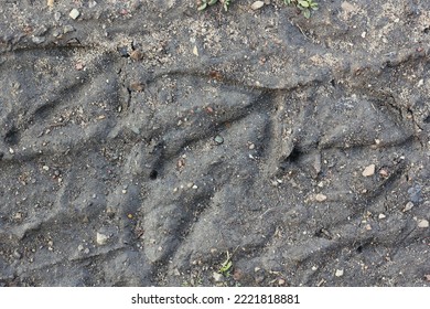 Duck Foot Prints Scatters In The Muddy Ground.