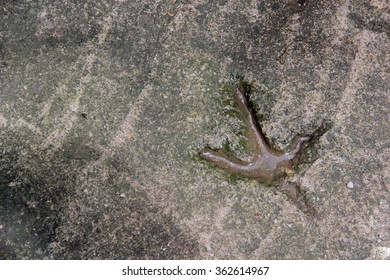 Duck Footprint On The Cement Floor