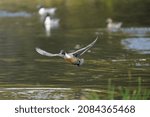 duck is in the forest