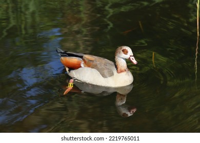 Duck In The French River Rhine