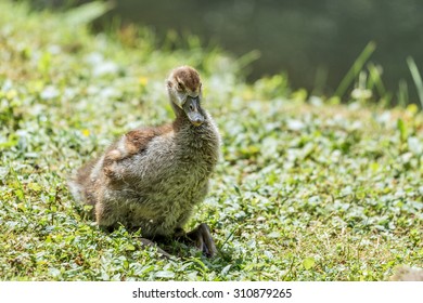 duck front