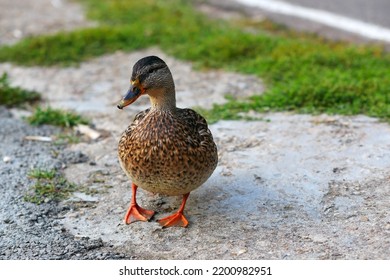 The Duck Goes On Asphalt In The Park A Close Up. The Duck Going On The Carriageway. Anatinae