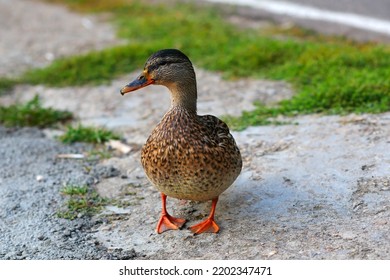 The Duck Goes On Asphalt In The Park A Close Up. The Duck Going On The Carriageway. Anatinae