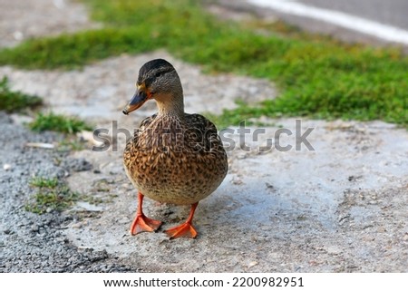 The duck goes on asphalt in the park a close up. The duck going on the carriageway. Anatinae