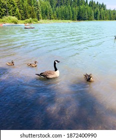 Duck Duck Goose Timothy Lake Oregon