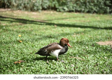 Duck in the grass. Red-throated pochard (Netta rufina) - Shutterstock ID 2390766325