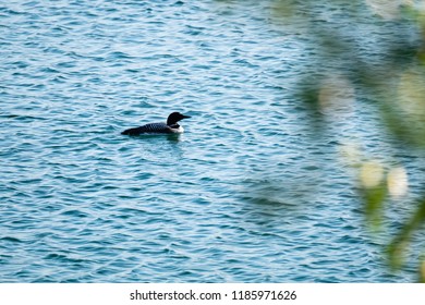 Duck In Green Lake, BC, Canada