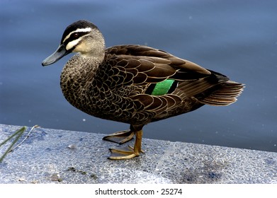Duck with green markings.