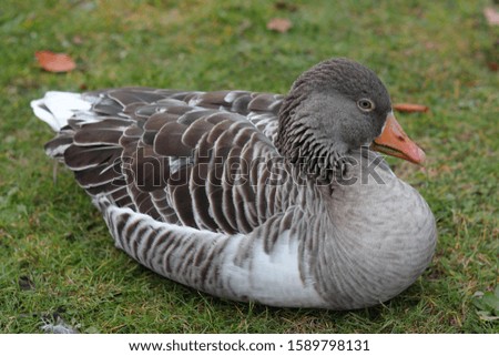 Similar – Foto Bild Wilde graue Ente auf dem See