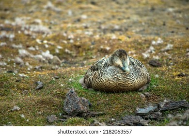 Duck Hatching Chicks, Longyearbyen Town, Svalbard Island, Norway