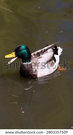 The duck is having fun and quacking