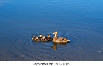 Duck And Her Litter Of Ducklings Swimming In The Saône River