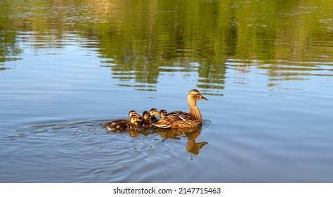 Duck And Her Litter Of Ducklings Swimming In The Saône River