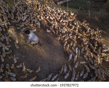 Duck Herding In Kien Giang Province 