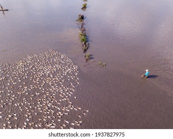 Duck Herding In Kien Giang Province 