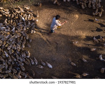 Duck Herding In Kien Giang Province 