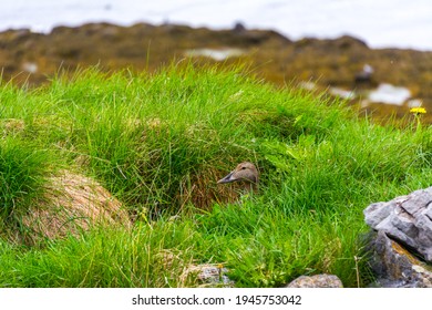 Duck Hidden In The Tundra Grass Incubating During Summer Season In Iceland