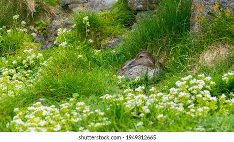 Duck Hidden In The Tundra Grass Incubating During Summer Season In Iceland