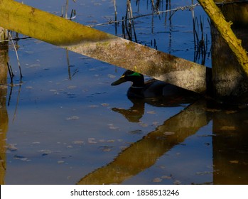 A Duck Hiding Behind A Fence Looking Rather Sinister As He Watches The Photographer From The Shadows