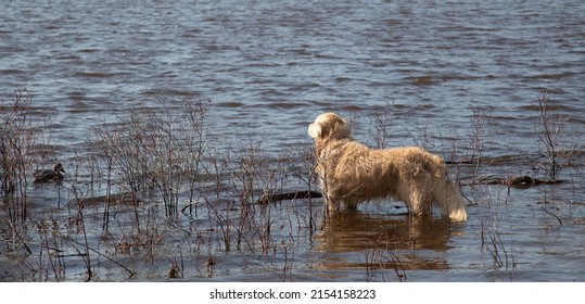 Duck Hunting. Hunting With Decoy Ducks On The Lake.