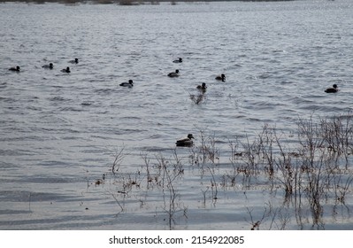 Duck Hunting. Hunting With Decoy Ducks On The Lake.