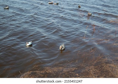 Duck Hunting. Hunting With Decoy Ducks On The Lake.