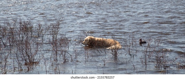 Duck Hunting. Hunting With Decoy Ducks On The Lake.