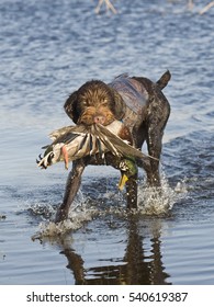 Duck Hunting Dog