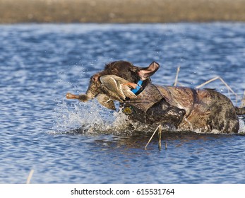 Duck Hunting Dog