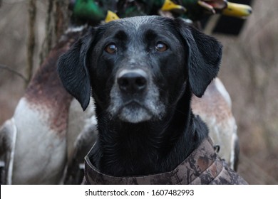 Duck Hunting Dog, Duck Trip