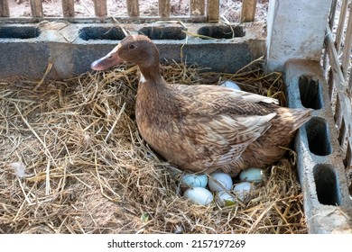 Duck Incubator Her Eggs On The Straw Nest.