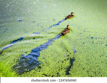 Duck Into The Overgrown Green Duckweed Pond