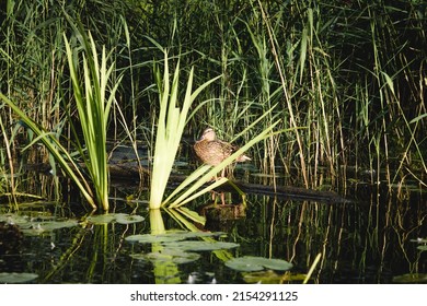 Duck Into The Overgrown Green Duckweed Pond