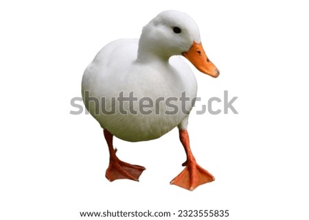 A Duck isolated on white background. It is a bird that lives by water and has webbed feet. Use for farm, animal cafe, zoo, animal food shop, pet shop, exhibition, advertise, display, school, backdrop.
