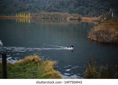 Duck In Khecheopalri Lake West Sikkim