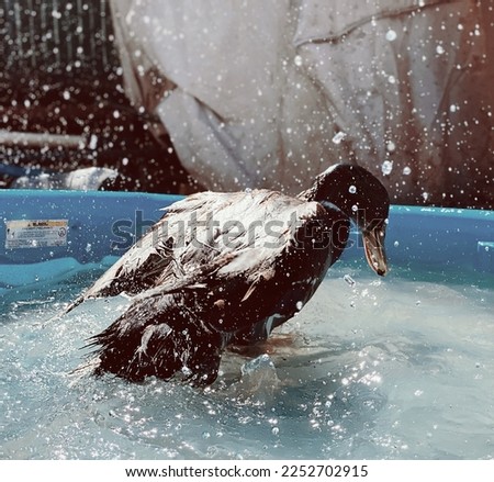 Duck in kiddie pool with water