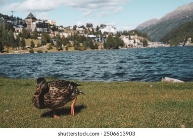 Duck, lake, alpine background, mountains,  nature, peaceful , outdoor adventure,  - Powered by Shutterstock