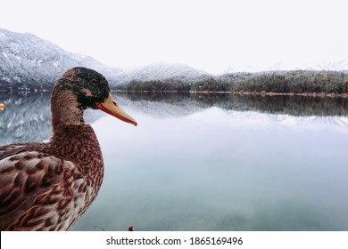 A Duck At A Lake Among Snow Mountain