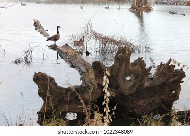 Duck At The Lake On Dalton GA USA 1/24/2018