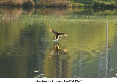 Duck Landing On Water And Showing Its Full Wing Span 