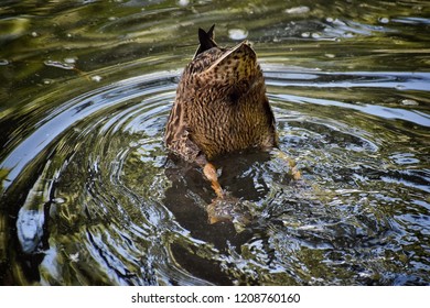 A Duck Looking For Food At Brigham Young University