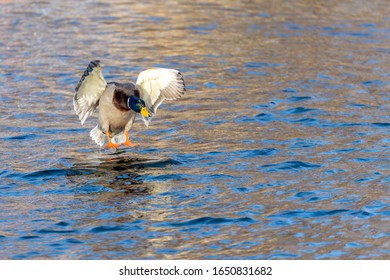 A Duck, Mallard (Anas Platyrhynchos) Comes Flying And Will Land In The Lake. The Warm Evening Sun Shines Beautifully On The Bird. The Water Is Colored Blue And Yellow. Place For Text, Empty Space.