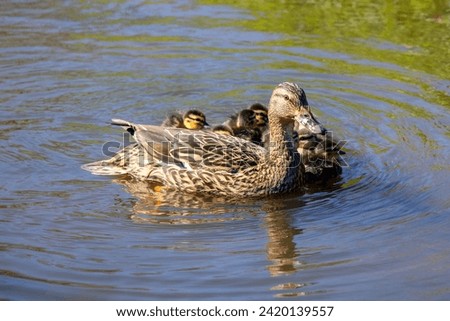 Duck mallard hen and chicks, ducklings swimming in a water lake, female wild duck  proudly and beautiful