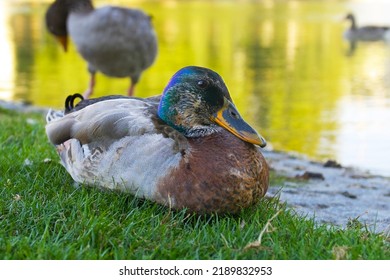 Duck Mallard Is Lying Near The Water On A Summer Evening In The Park (Schlossgarten) In Stuttgart, Germany